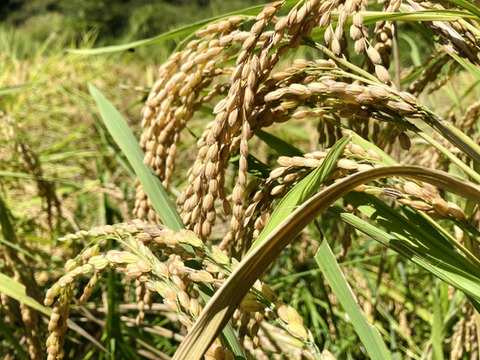 13袋限定 収穫から3日~7日以内の【 生きたお米 】
農薬&化学肥料80%以上大幅減 !!
 生産者自身が食べるのを楽しみに待つ程のプレミアムな味
はんでん 最高峰 特別栽培 落ち葉米 ツキアカリ