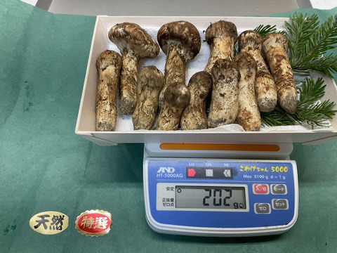【秋の味覚の王様】松茸/マツタケ/まつたけ/純国産/ほぼつぼみ/202g【特上】【最短当日発送】