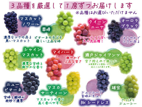 花笑み農園　岡山の10月おすすめブドウ3種食べ比べ　1.8kg 家庭用【10/1～順次発送】3M-2L家