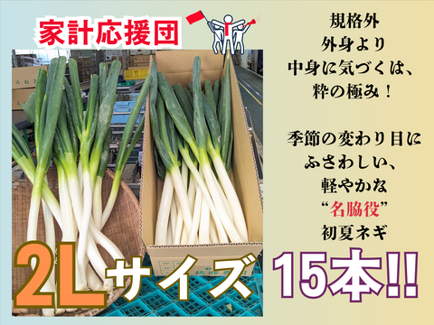 外身より中身に気づくは、粋の極み！規格外　２Lサイズ（15本）