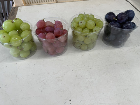 【訳あり】藤稔・紅義・白峰・シャイン マスカット・粒パック300ｇ×4個（藤稔×1・紅義×1・白峰×1・シャインマスカット×1）