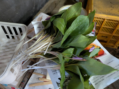 旬の山菜3000円セット