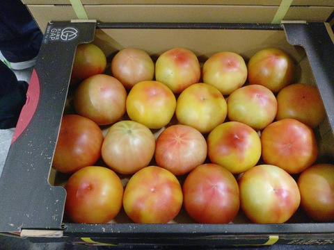 次期作予定のプリマドンナの訳あり
2Ｌ（18〜20入）以上