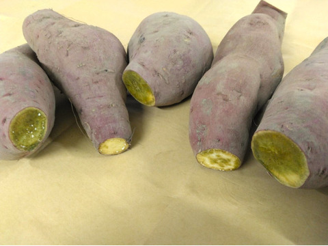 1.5kg⭐️訳あり⭐️熟成ベニアズマ⭐️《超特価！》