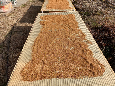 【金ごま】（生・洗いごま・未焙煎）100g×5p　農薬不使用・化学肥料不使用　令和７年　岐阜県産【クリックポスト発送】