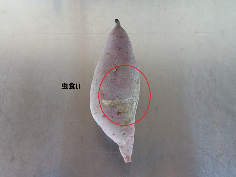 自然栽培さつま芋「べにはるか5kg」（小～中サイズ・焼き芋に適した蜜芋タイプ、栽培期間中農薬・肥料不使用）