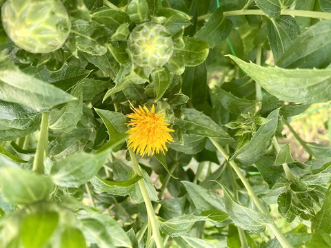 【12本】ベニバナ　〜紅色染料や食用油の原料として有名〜ドライフラワーにも。