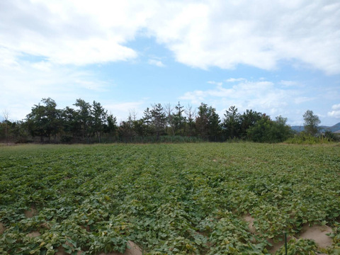 【丹後砂丘産 紅はるか使用】さつま芋チップス(76g×20袋)