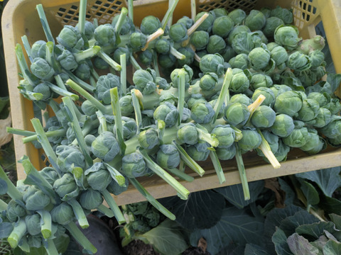 ともちゃんの芽キャベツ　２Kg