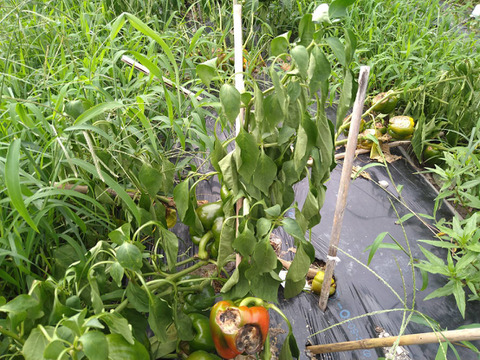 【1口500円版】令和5年7月大雨による浸水害　被災生産者応援チケット （※商品の発送はありません）