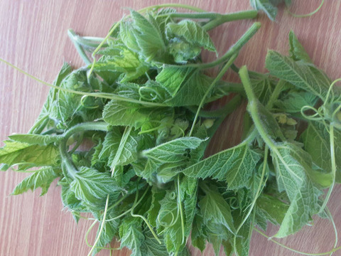 カボチャの新芽　500g　知らなきゃ損！農家の秘密食材、季節限定　　腐植栽培　栽培期間中農薬・化学肥料・除草剤不使用