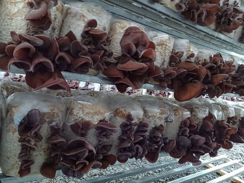 国産【生きくらげ】300g  真空パック包装 鳥取県産 八頭の木耳 きのこ キクラゲ ぷりぷり こりこりの食感 栄養たっぷり...♬