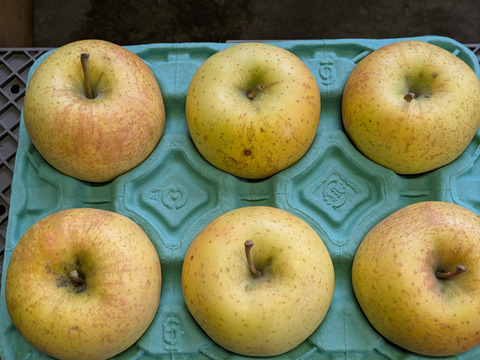 【今シーズンラスト】ビックサイズ🍏大好評🍏スーパーでは出会えないかも?!今年最後!!
大人気樹上完熟サン金星☆　肌はガサガサですが・・約3㌔ 6玉か7玉 ☆玉数おまかせ☆