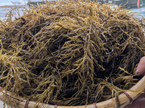 【採れたて！天然！】無加工 アカモク(生) 1kg