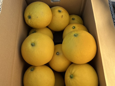 天皇杯受賞農家の土佐文旦 7kg（家庭用）高知県大月町 産地直送 旬の柑橘！