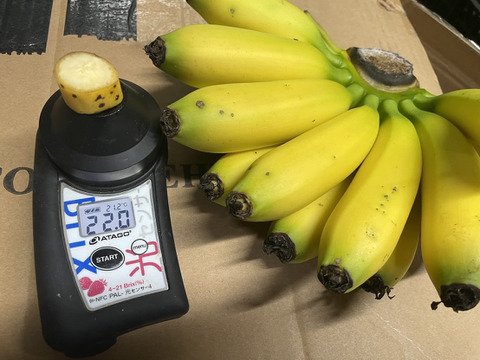 【NHK・中京テレビ で紹介】伊良湖温泉バナナ（冷凍）500ｇ