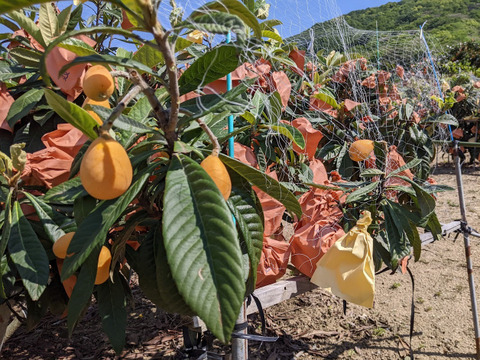 🍋枇杷、普通Mサイズ（大きさ不揃い）  数量４０個