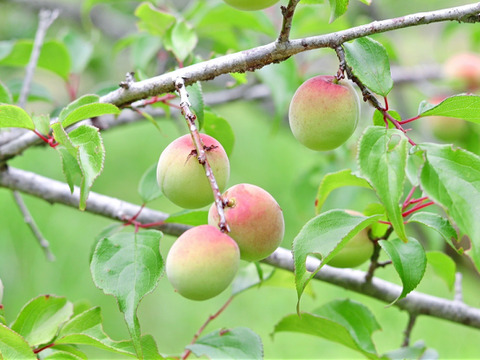 【手摘み】南高青梅４ｋｇ 大小混合サイズ 農薬不使用 自然栽培 四万十産