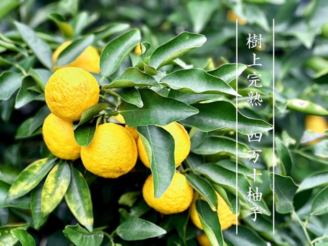 【樹上完熟】四万十柚子５ｋｇ ご家庭用 農薬不使用 自然栽培 四万十産