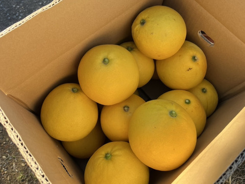 天皇杯受賞農家の土佐文旦 7kg（家庭用）高知県大月町 産地直送 旬の柑橘！