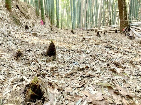 【朝堀り】自然栽培たけのこ２kg