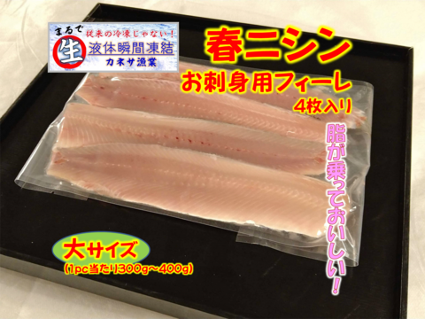 脂の乗り良し 大サイズ春ニシンお刺身用フィーレ 北海道産の魚 食べチョク 産地直送 産直 お取り寄せ通販 農家 漁師から旬の食材を直送