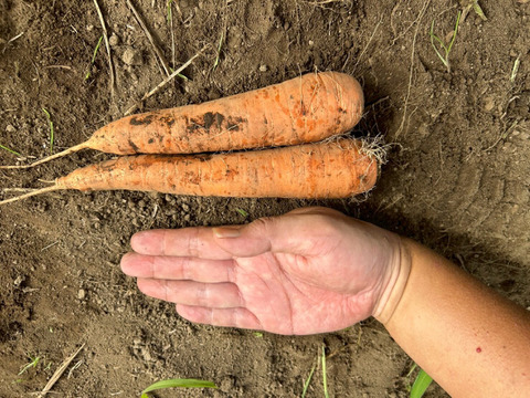 自然の甘みがぎゅっと詰まった！農薬不使用にんじん 10kg（農薬・化学肥料・除草剤・防虫剤不使用／家庭用サイズ）