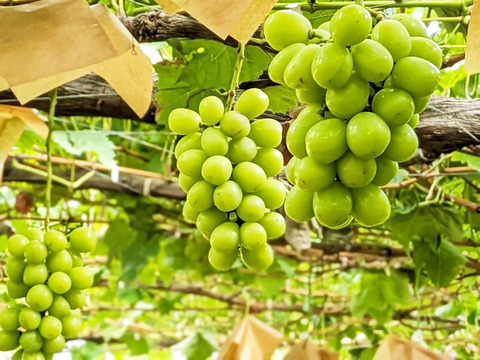 シャインマスカット 約1kg（2-3房）※信州の環境にやさしい農産物50％節減（長野県認証）2023