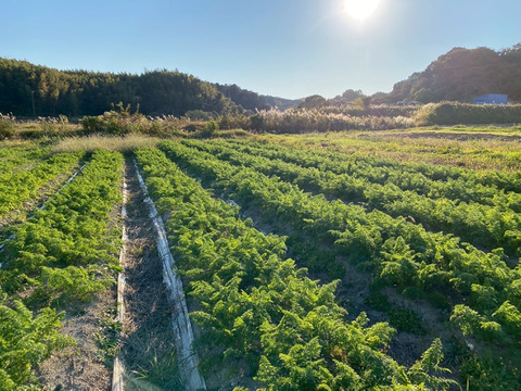 栄養価コンテスト人参部門４冠達成！掘りたて人参3kg 化学合成農薬・化学肥料・除草剤不使用！子どももパクパク