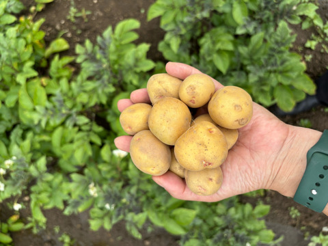 徳島産新じゃがいもMサイズキタアカリ20キロ④ ころころ新じゃがいも】《ミニきたあかり 箱入り10kg》 お子様