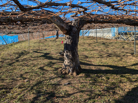 「牧丘天空の丘　幻のキング巨峰」 約1kg(2～3房)10月1日～発送