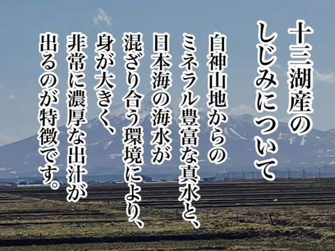超どで貝！人気の大貝！十三湖産1kg