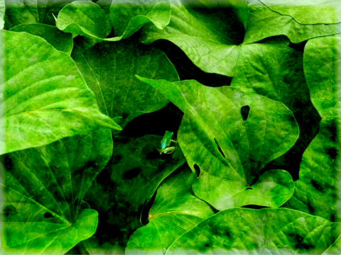 訳あり・形良し・土付き🍠シルクスウィート・内容100g〜750g大小混合
⭐︎農薬不使用