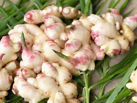 大さじ1杯でたっぷり楽しめる<自家製> スパイスジンジャーシロップ (290ml)