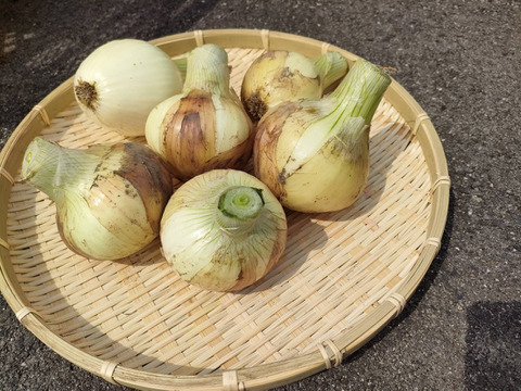 《農薬化学肥料不使用》『七宝早生』甘くて肉厚！みずみずしさが特徴の新タマネギ3kg！