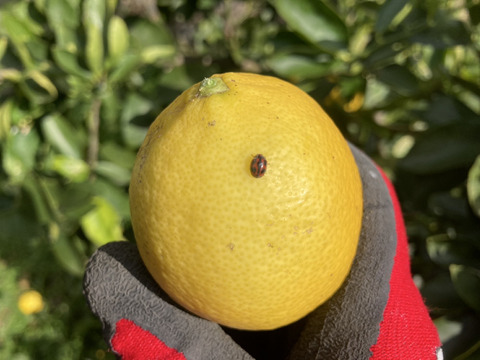 『広島県産レモン 2kg（14個前後）』栽培期間中農薬不使用