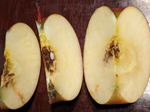 りんご　ふじ　約６８％　農薬カット　20個くらい　中、小玉　キズ等、黒点、虫食い混じり多め
