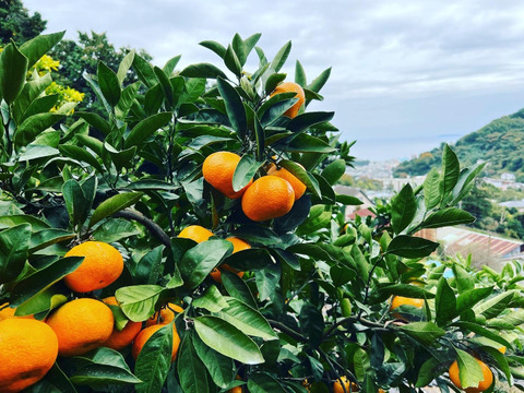 年末年始にお楽しみください！！　早出し☆青島みかん（10㎏）