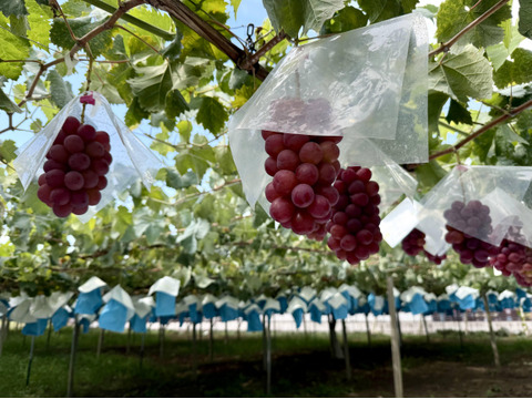 甲斐キング、サンシャインレッド、スカーレット、クイーンニーナ、マスカ・サーティーン、富士の輝、マイハート他　粒
◎カップサイズ２種類　大（約280g)×３個 ＋中（約180g）×４個　合計７個