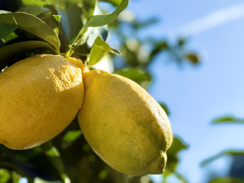 残留農薬ゼロのレモン！璃の香5kg【佐賀県産たきのれもん】