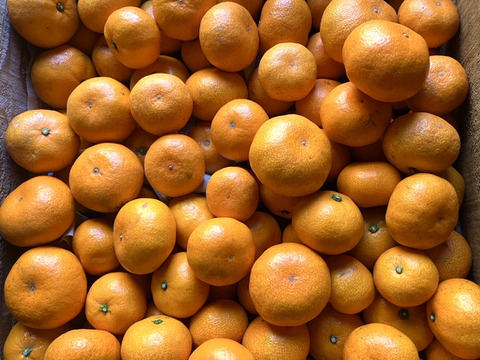 【樹上完熟】糖度18度以上の完熟極小玉ミカン『ぱっくん　仙ちゃん(尾崎）』　3kg