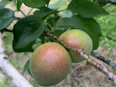 まじりっけなし！梅シロップ梅酒に最適！『色づき白加賀』2kg 自然栽培の梅。様々なレシピに。農薬不使用