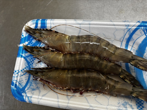 🦐市場に滅多に出ない幻級天然海老🦐濃密甘味の極希少『足赤エビ』約500g長州床波ブランド【9月中旬予約】