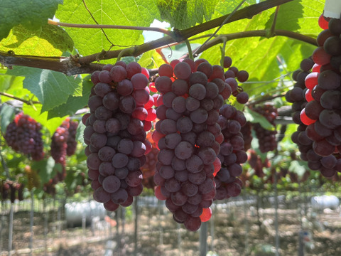 家庭用デラウェア・約1.2kg