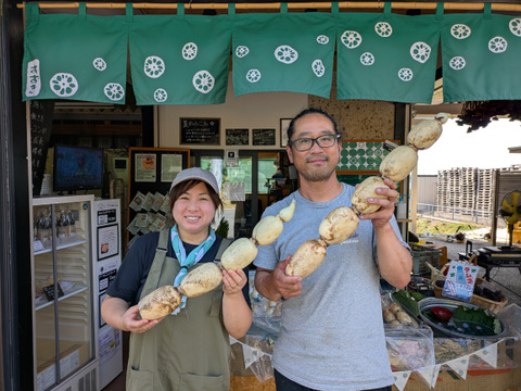 【常温便】朝堀りれんこん「松」３キロ　産地から直送！ギフトにも！