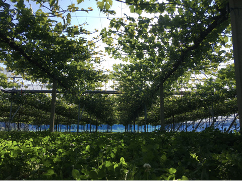 金賞受賞！クイーンニーナと品種おまかせセット2kg