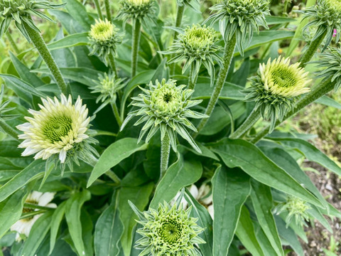 【10本、短め】Fresh！夏の花、エキナセア（ヴァージン）。ヴァージンは暑さに負けず、緑色の中心部と純白の花弁のコントラストが美しい丈夫な花です。朝摘んで、その日に飛脚クール便でお届けします。