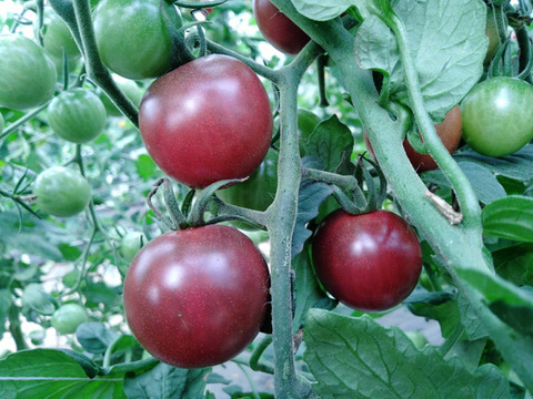 アントシアニン豊富！トスカーナバイオレット1kg