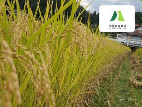 【令和4年・精米・特A】5㎏　きぬむすめ
【農薬栽培期間中不使用】鳥取県八頭町産！