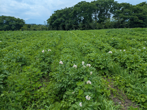 栽培期間化学肥料・農薬不使用！ホクホク男爵いも5kg
